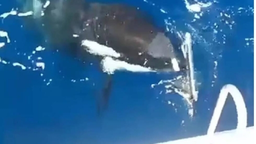 Φάλαινες - δολοφόνοι βύθισαν γιοτ στο Γιβραλτάρ